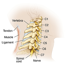 Side view of cervical spine with lowest vertebra in cross section to show spinal cord.