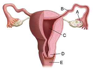 Front view of partly sectioned uterus, fallopian tubes, and ovaries.